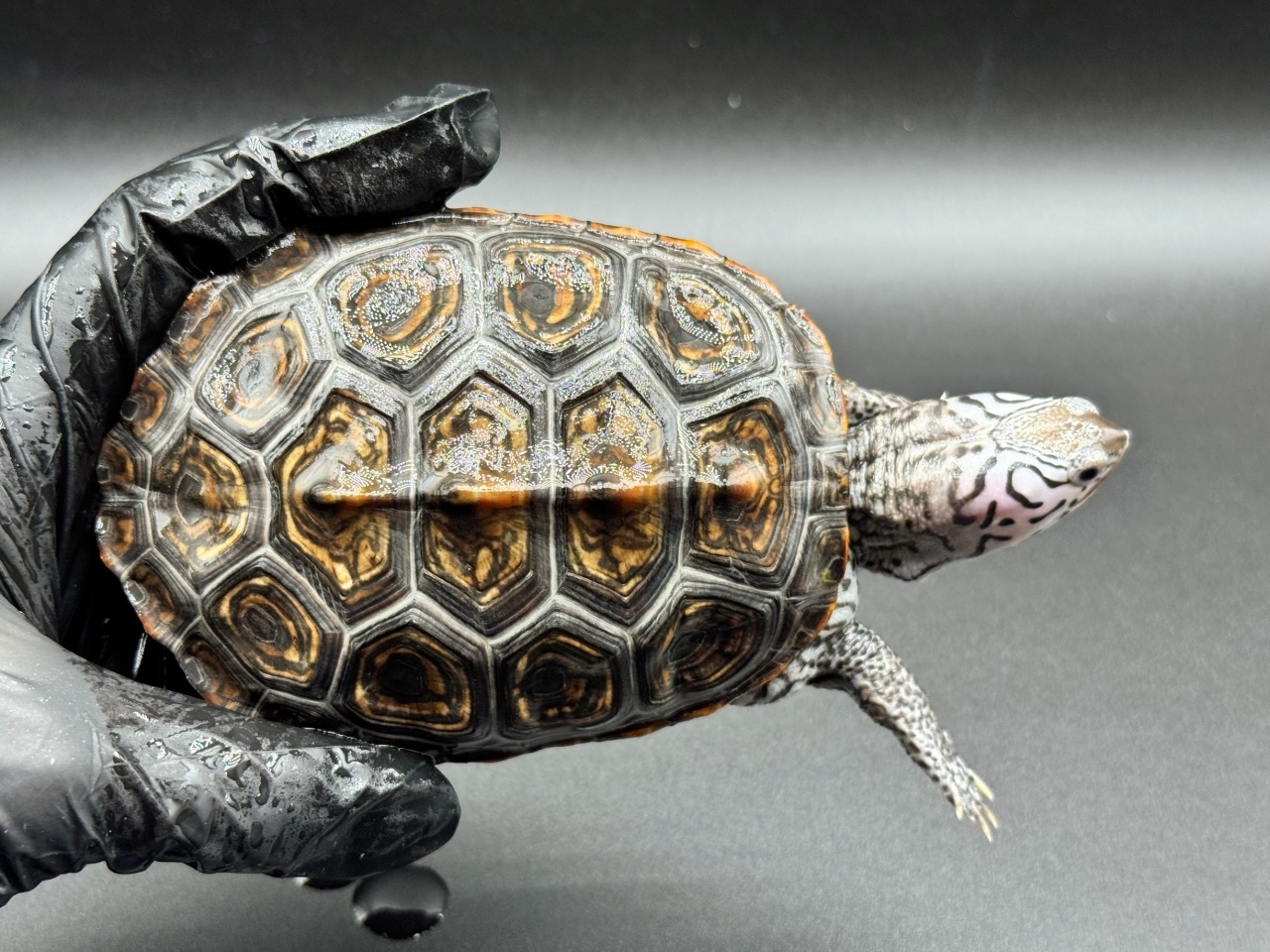 ダイヤモンドバックテラピン　Ｔ(1)