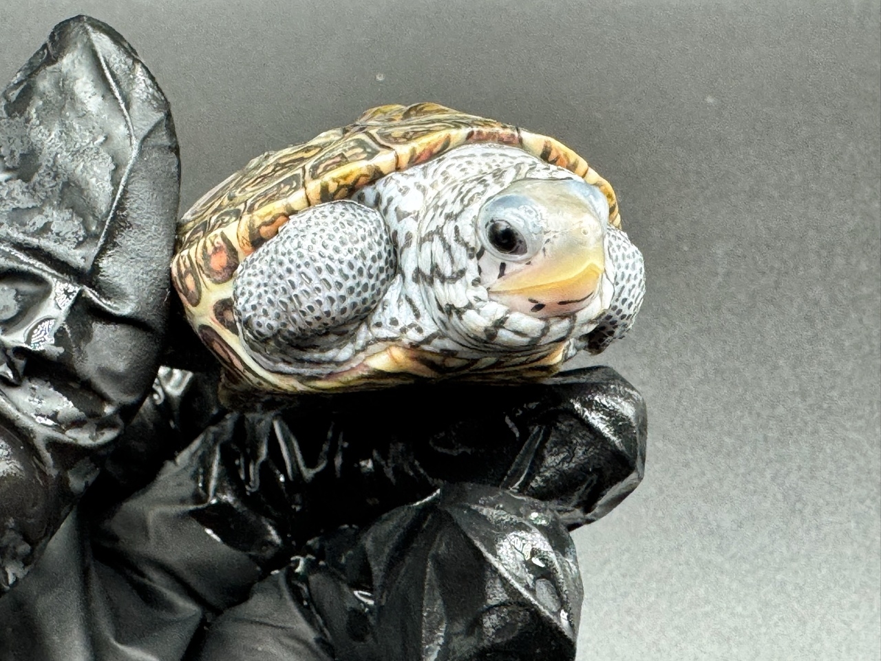 ダイヤモンドバックテラピン　Ｅ(3)