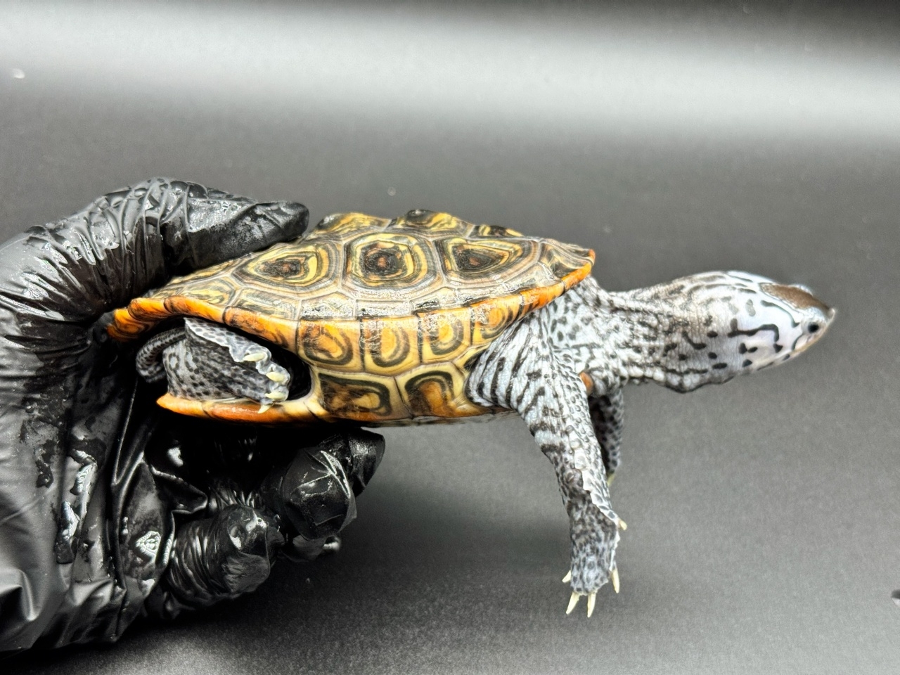 ダイヤモンドバックテラピン　Ｊ(2)