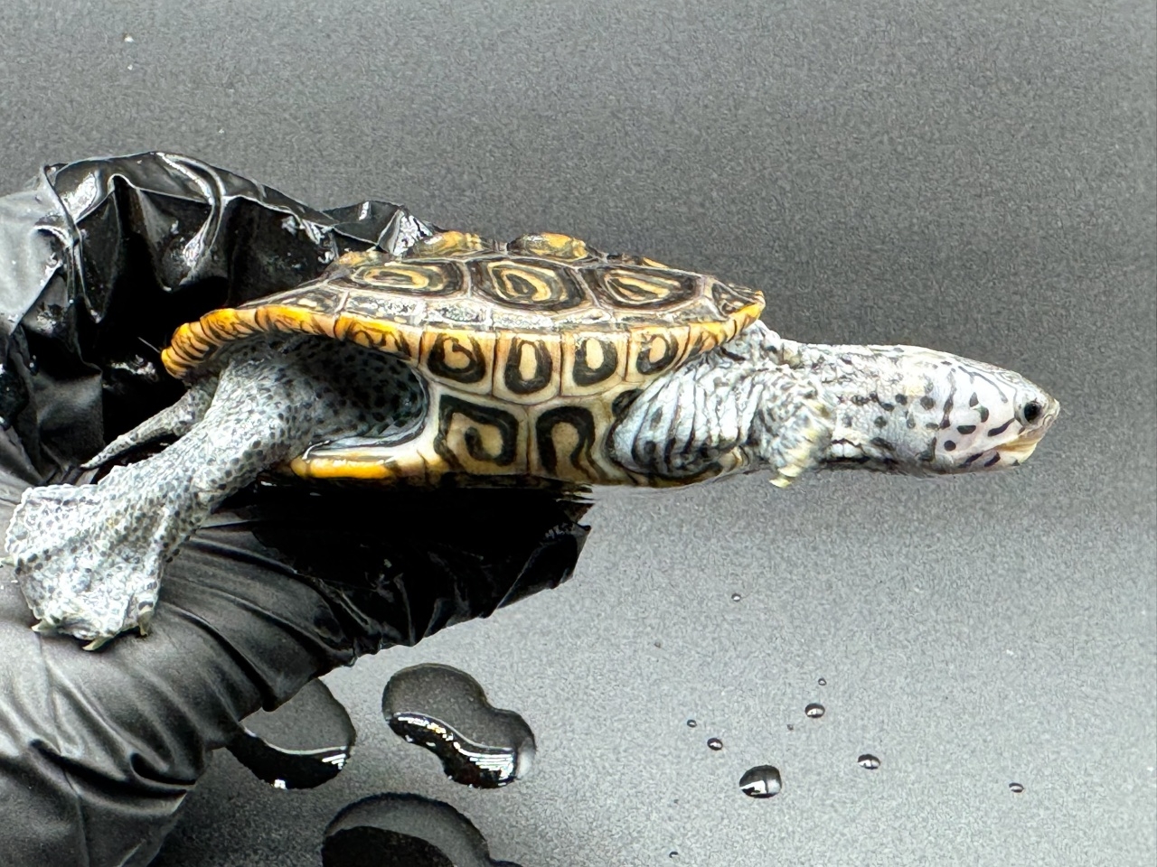 ダイヤモンドバックテラピン　Ｇ(2)