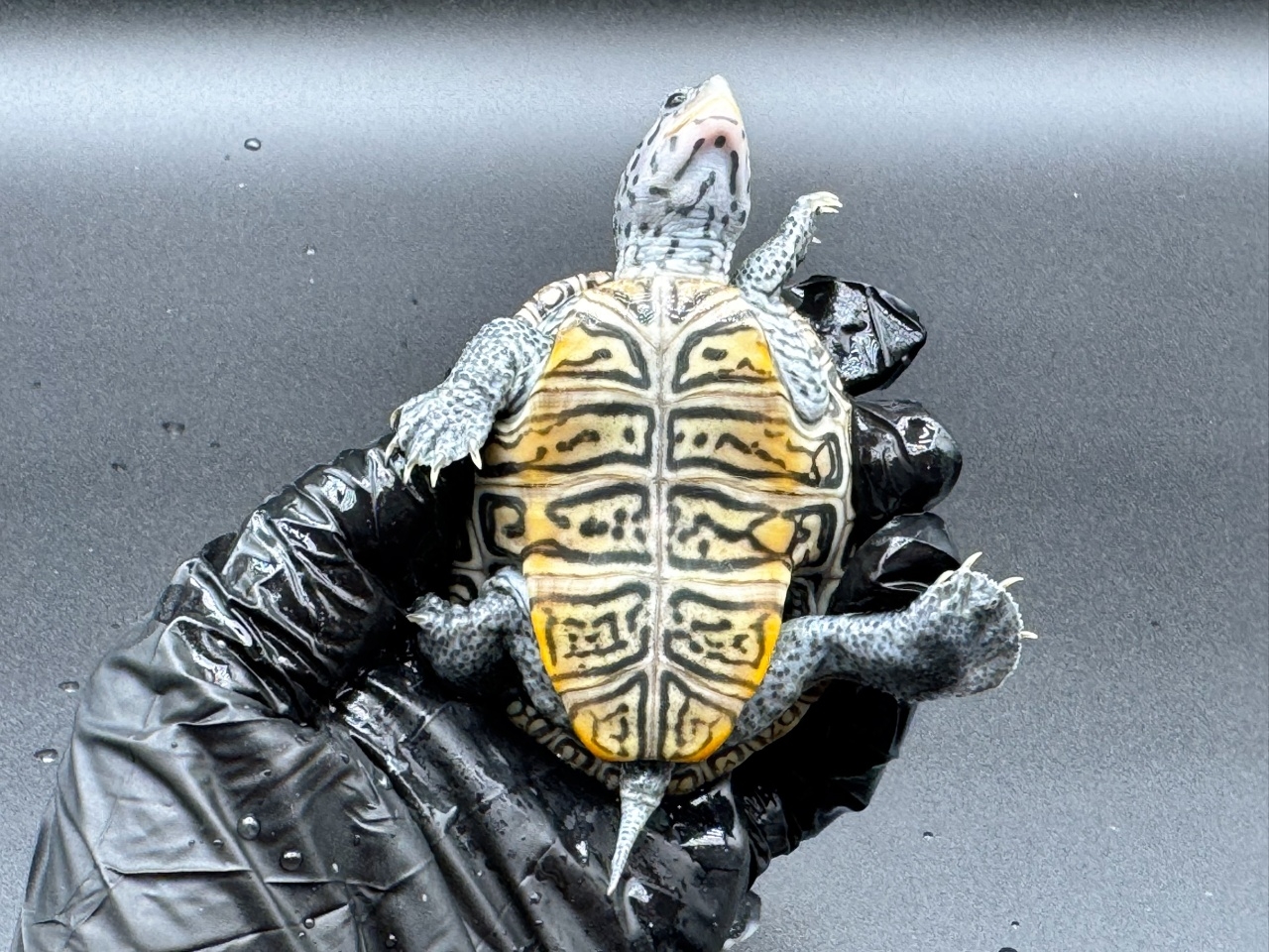 ダイヤモンドバックテラピン　Ｇ(5)