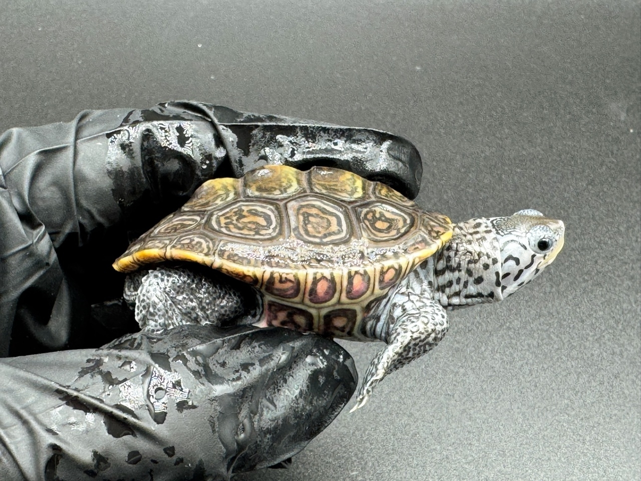 ダイヤモンドバックテラピン　Ｆ(2)