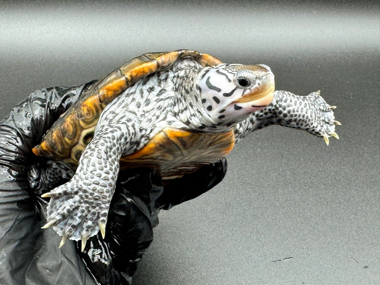 ダイヤモンドバックテラピン　Ｋ(3)