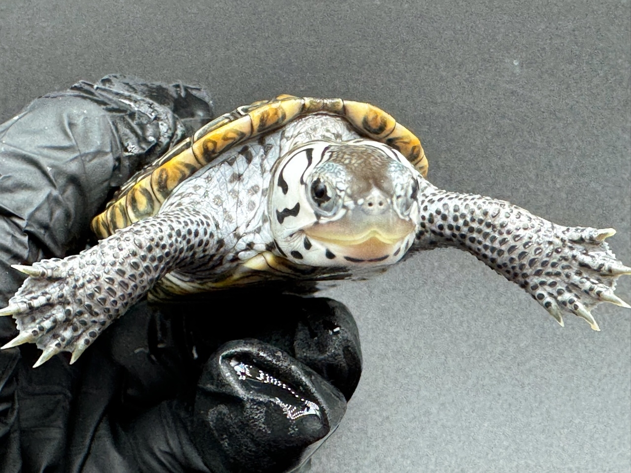 ダイヤモンドバックテラピン　Ｄ(3)