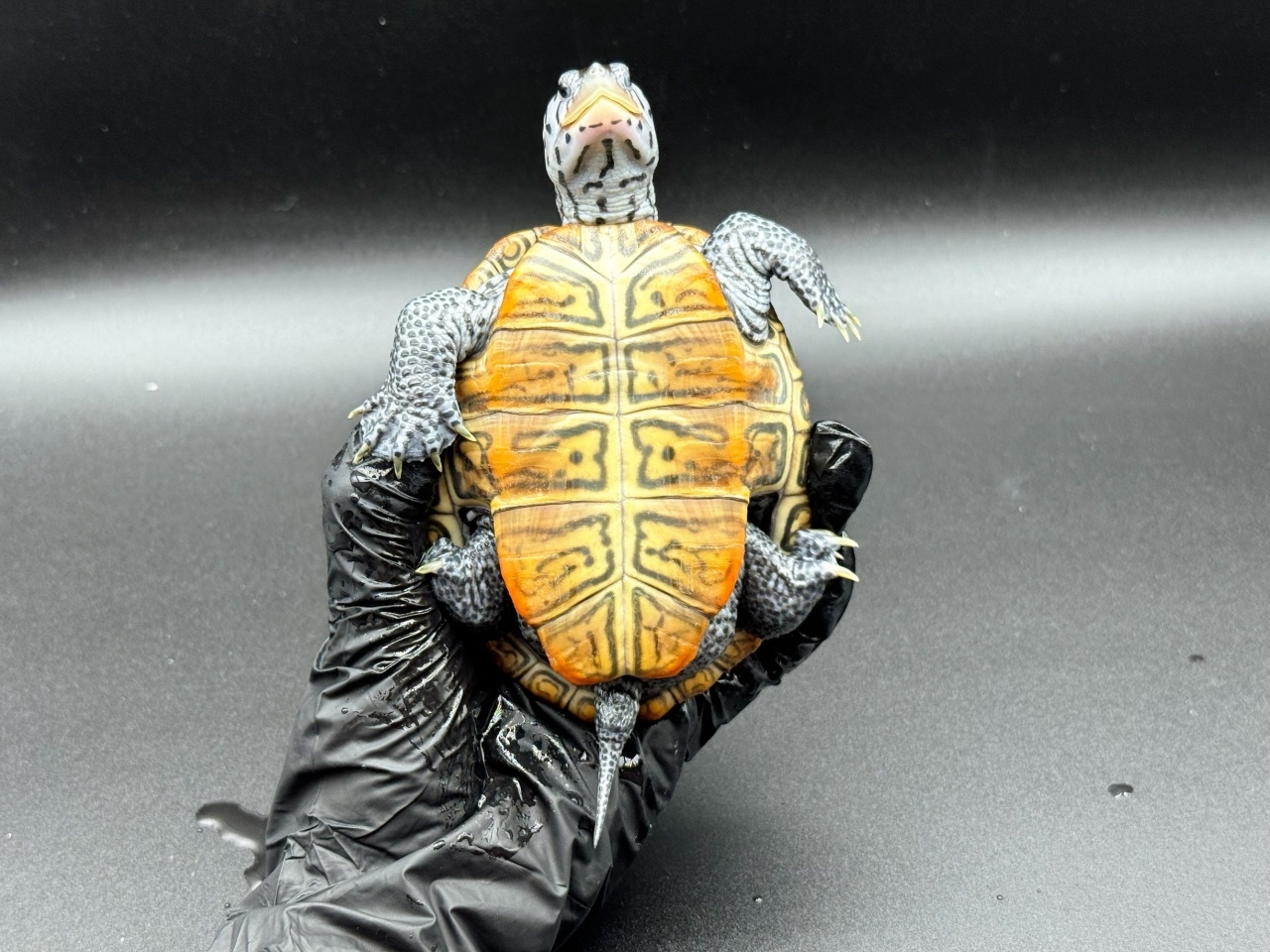 ダイヤモンドバックテラピン　Ｊ(4)