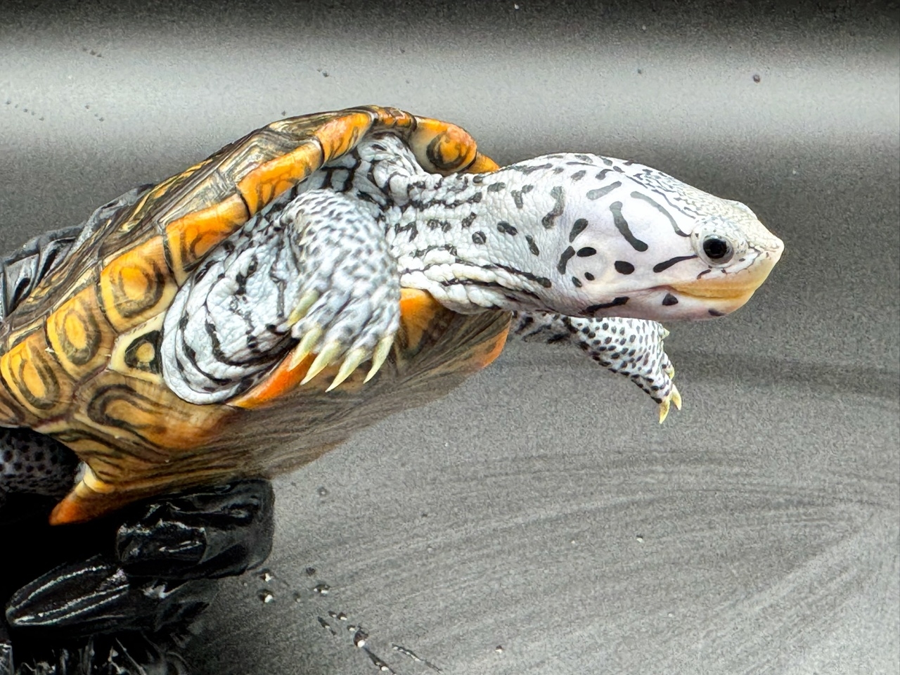 ダイヤモンドバックテラピン　Ｕ(3)