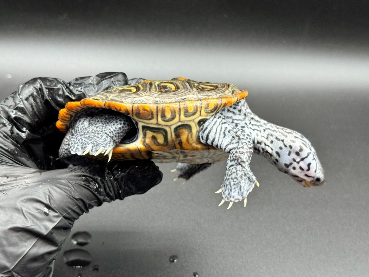 ダイヤモンドバックテラピン　Ｍ(2)