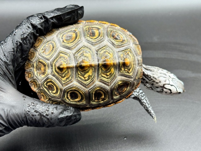 ダイヤモンドバックテラピン　Ｓ