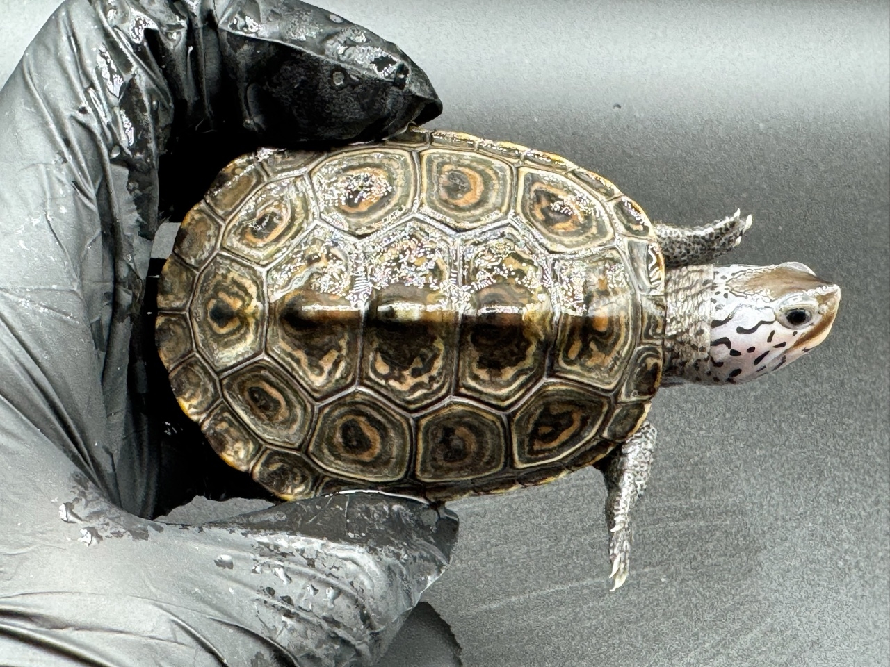 ダイヤモンドバックテラピン　Ｈ(1)