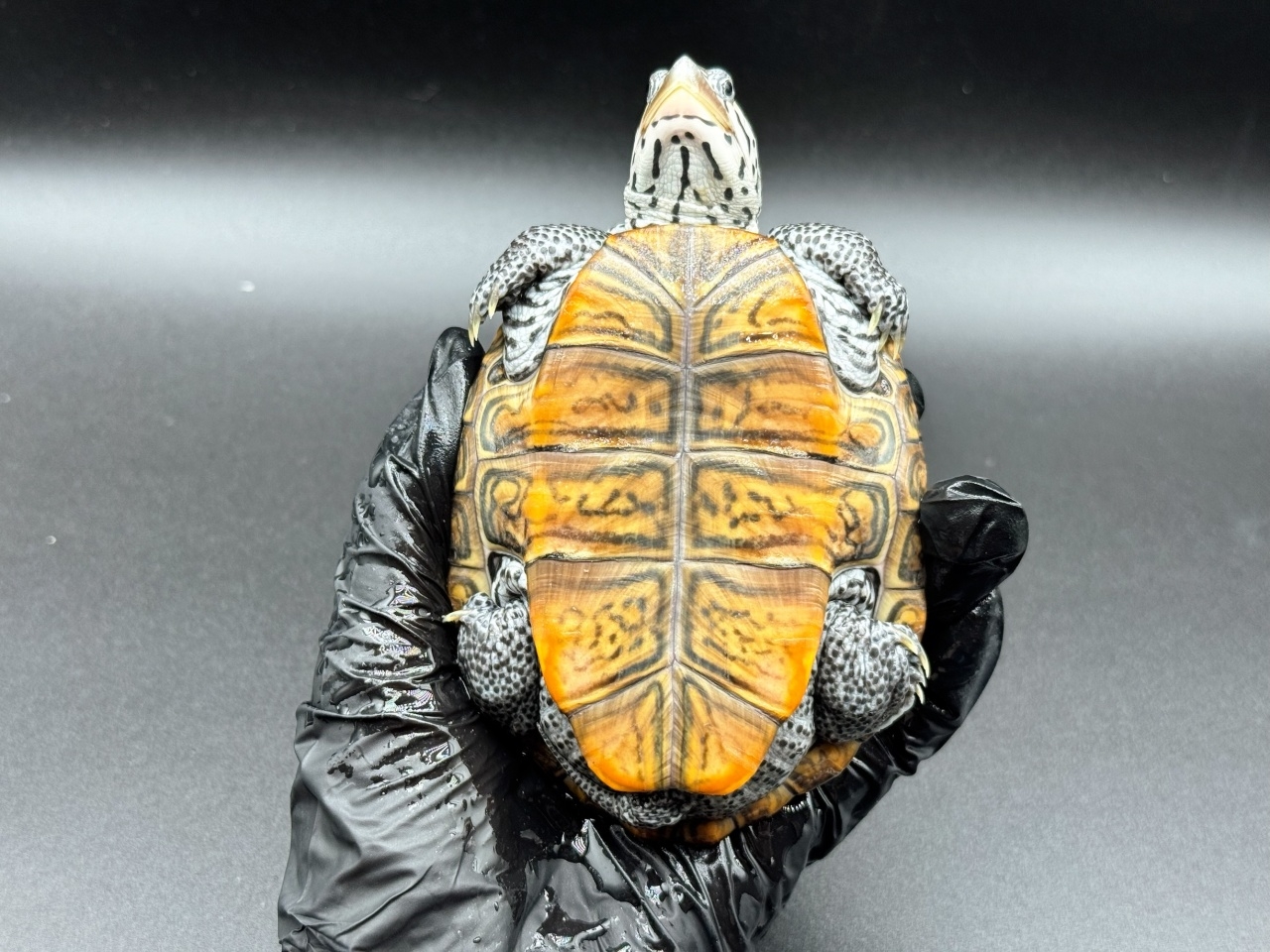 ダイヤモンドバックテラピン　Ｌ(4)