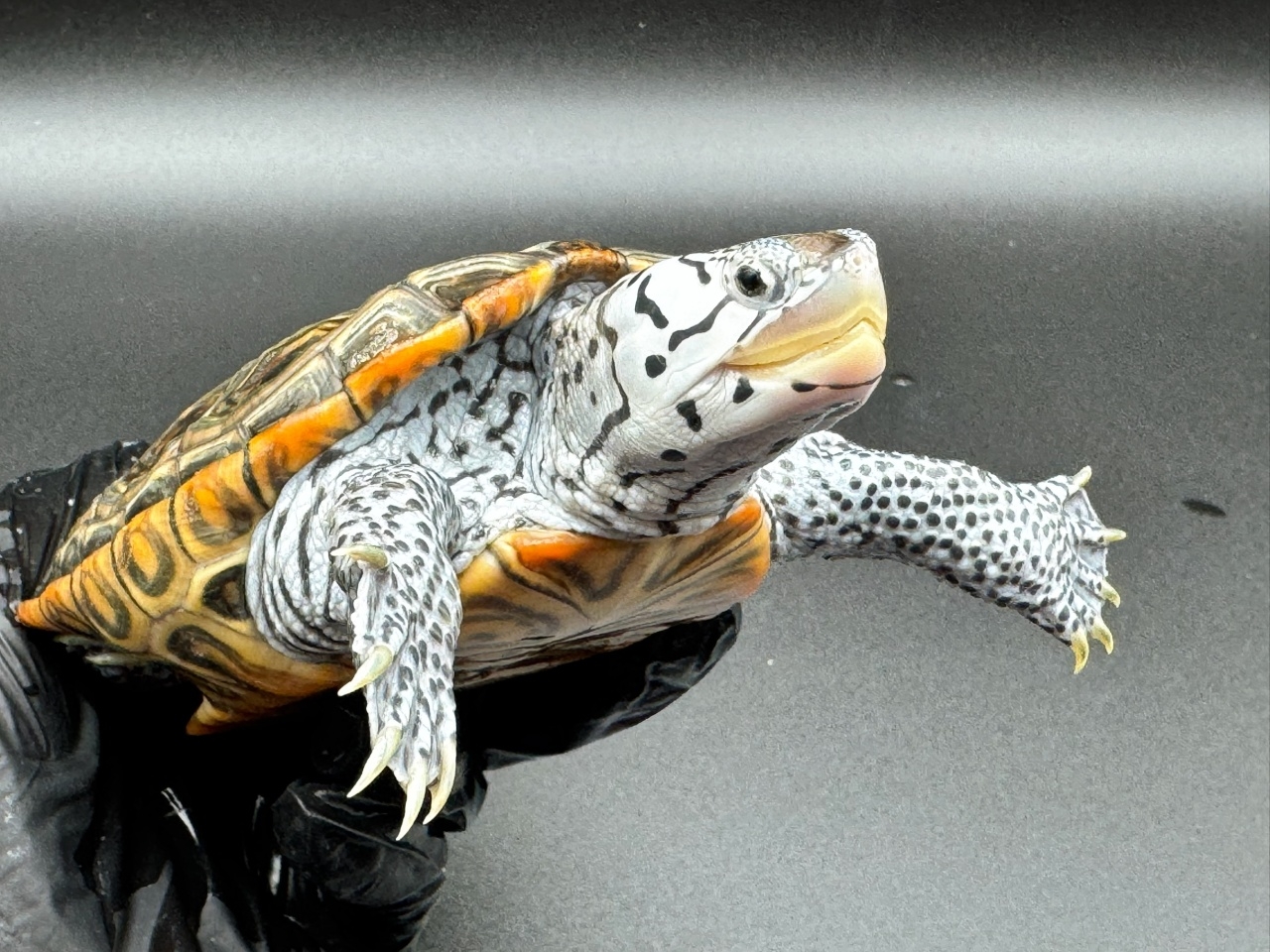 ダイヤモンドバックテラピン　Ｙ(3)