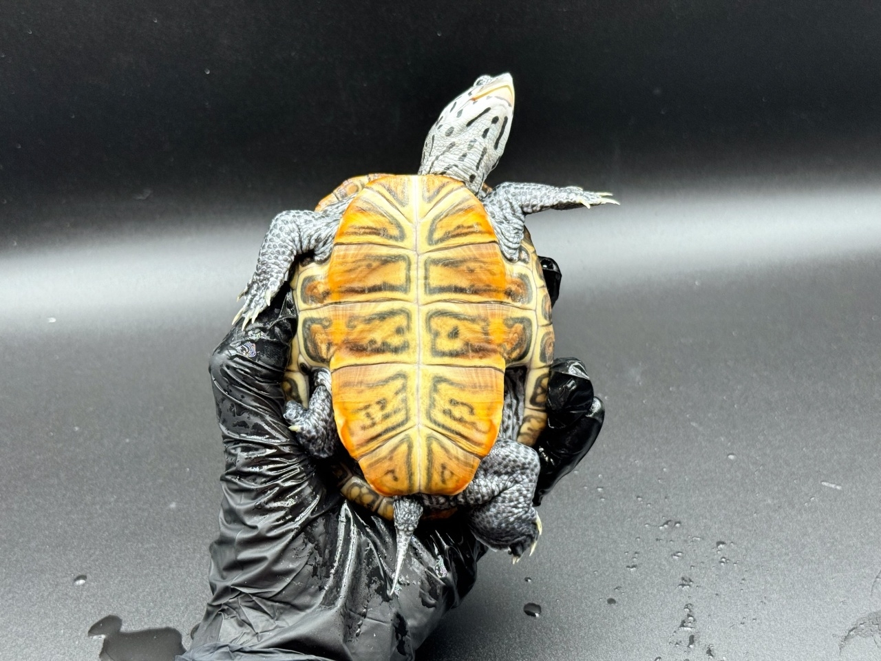 ダイヤモンドバックテラピン　Ｏ(4)