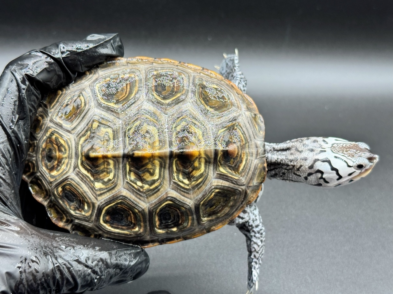 ダイヤモンドバックテラピン　Ｘ(1)