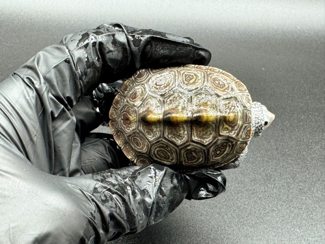 ダイヤモンドバックテラピン　Ｅ