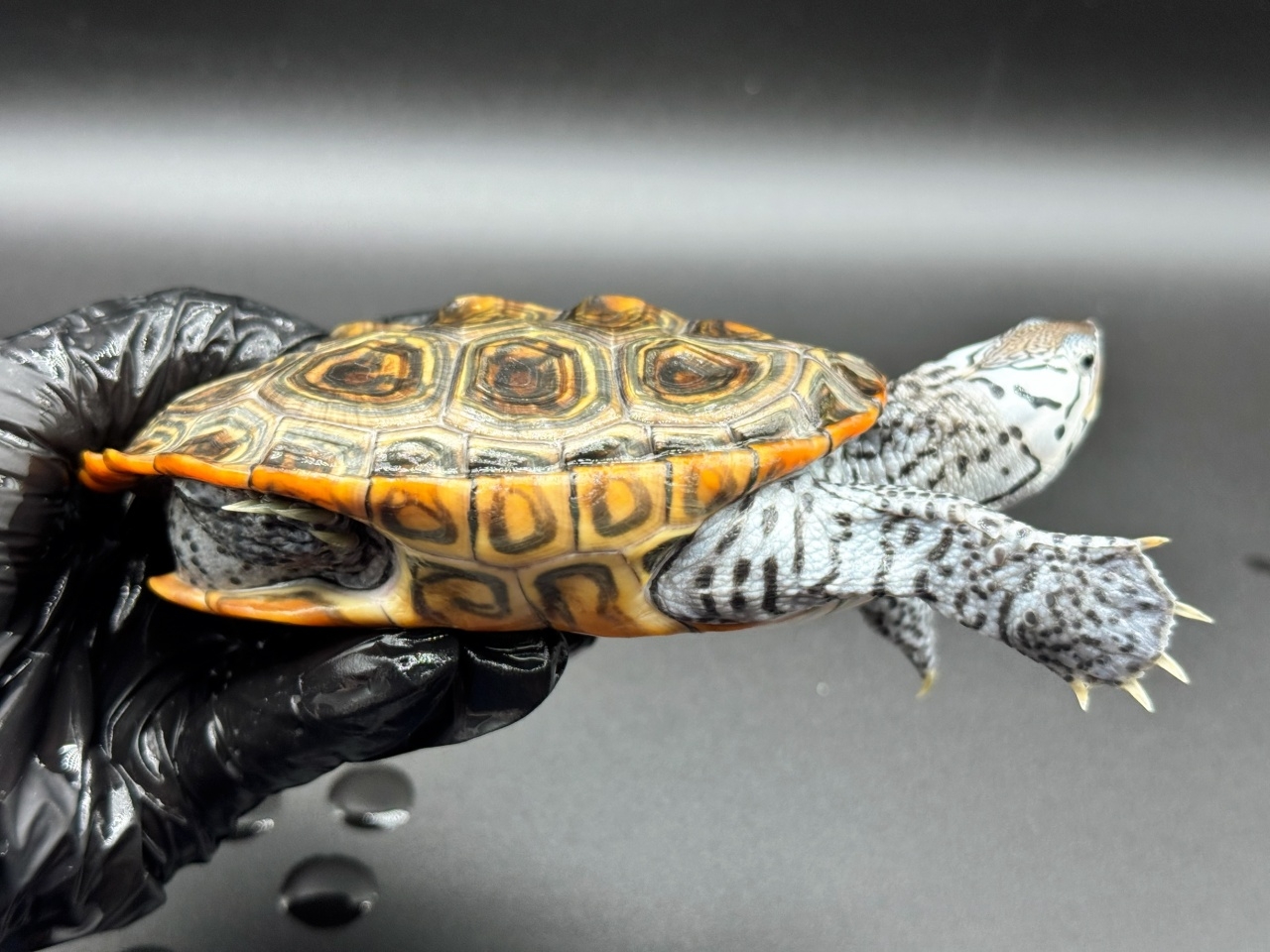 ダイヤモンドバックテラピン　Ｙ(2)