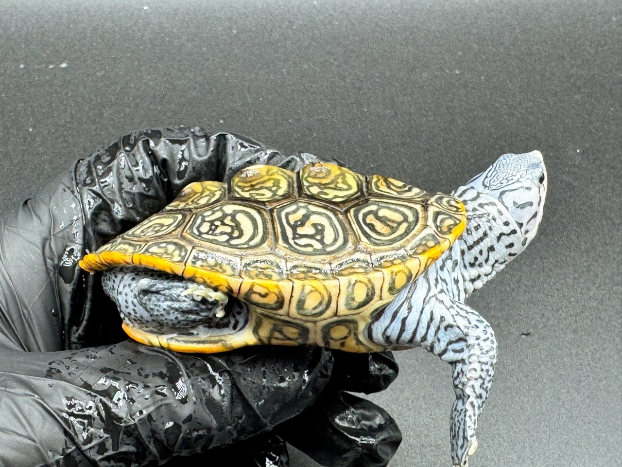 ダイヤモンドバックテラピン　Ｅ(2)