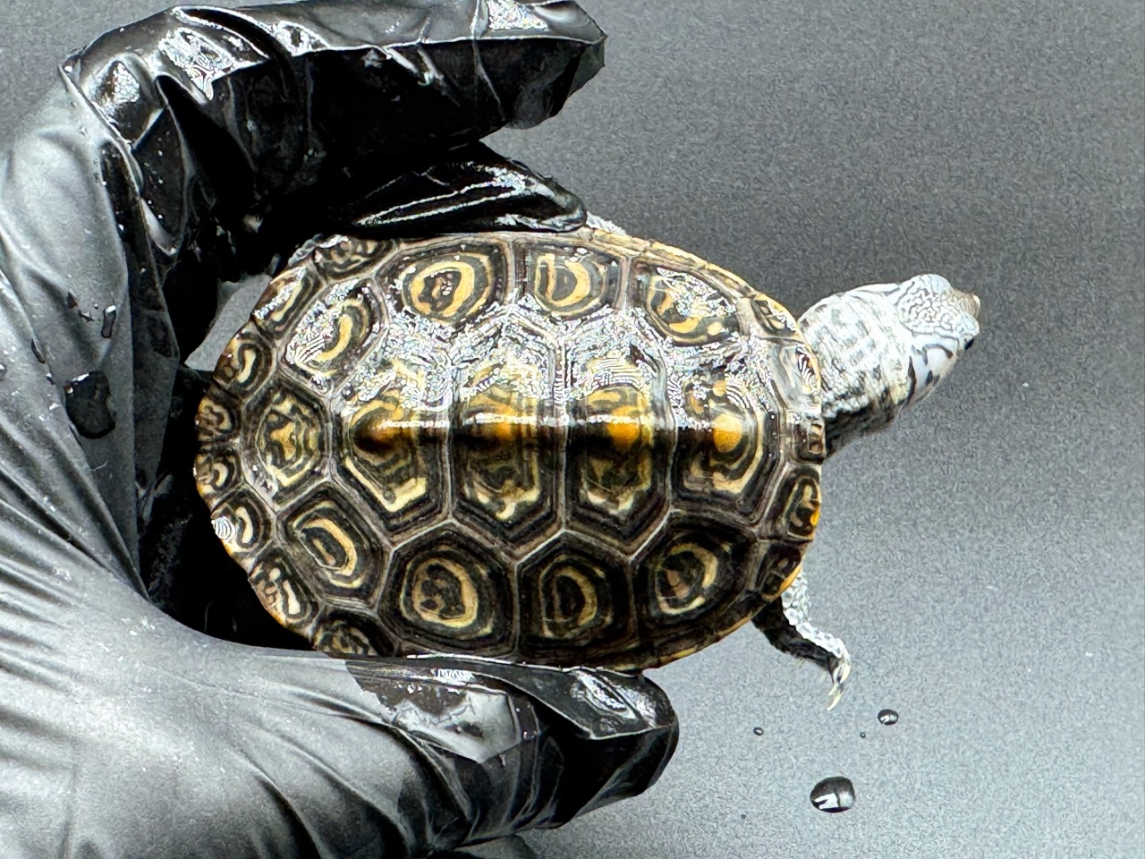 ダイヤモンドバックテラピン　Ｇ(1)