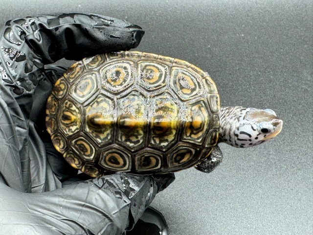 ダイヤモンドバックテラピン　Ａ