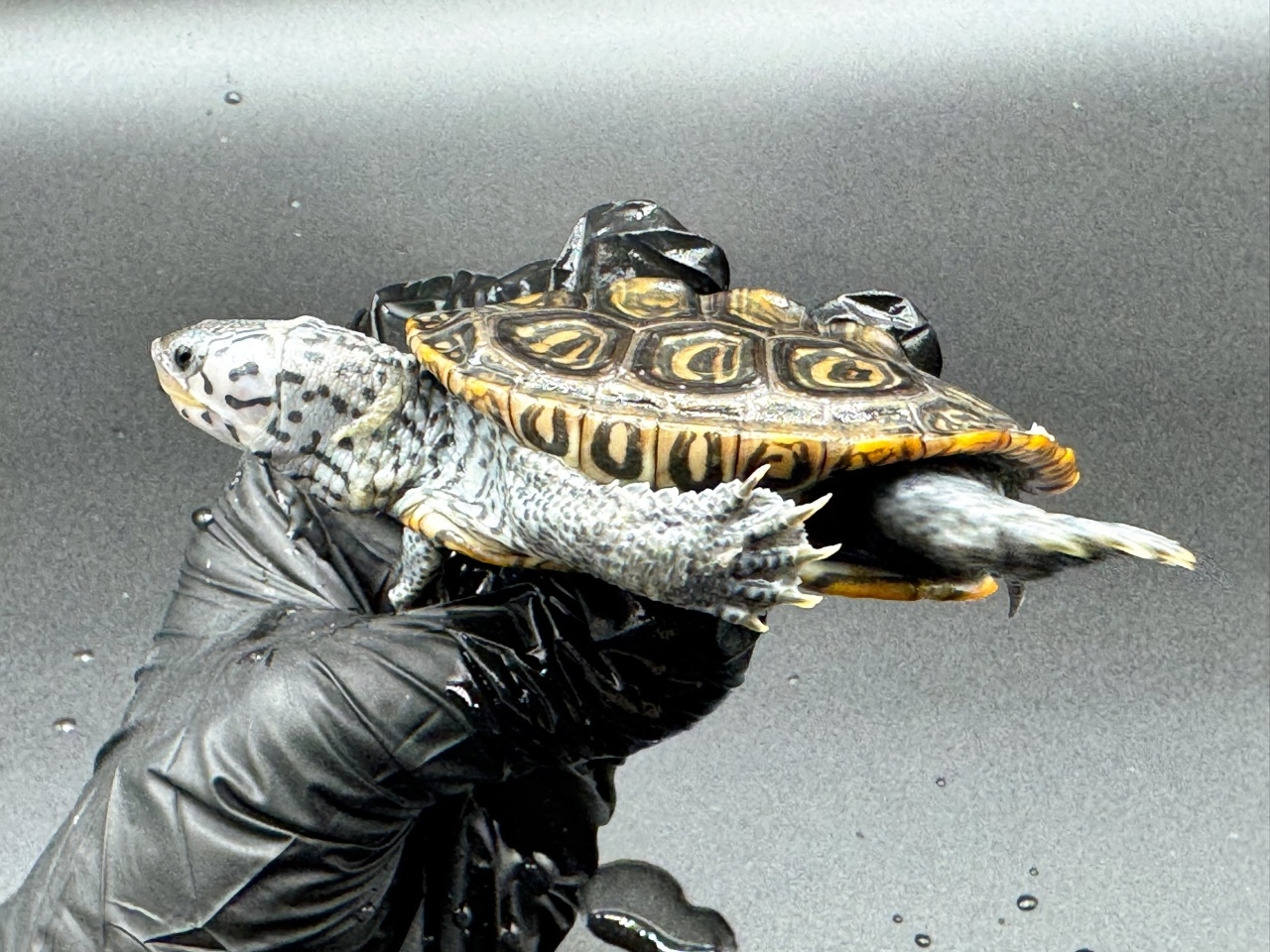 ダイヤモンドバックテラピン　Ｇ(3)