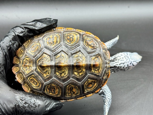 ダイヤモンドバックテラピン　Ｕ