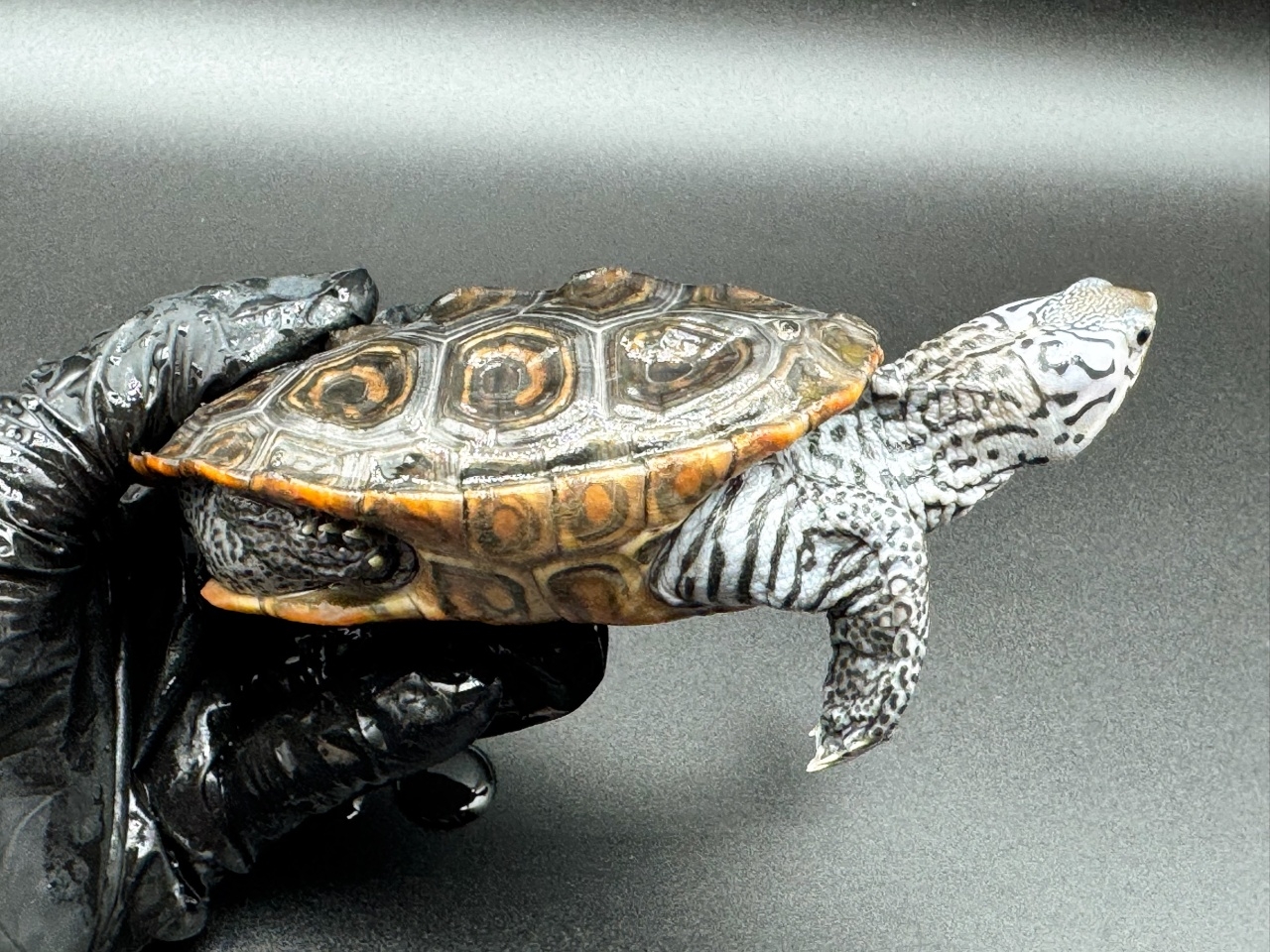 ダイヤモンドバックテラピン　Ｎ(2)