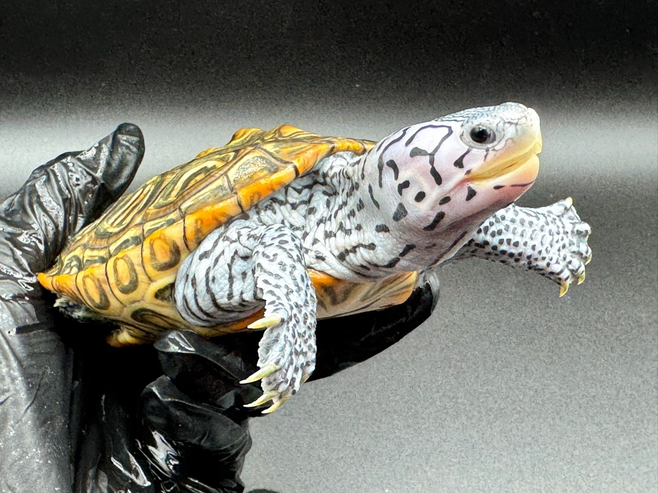 ダイヤモンドバックテラピン　Ｗ(3)