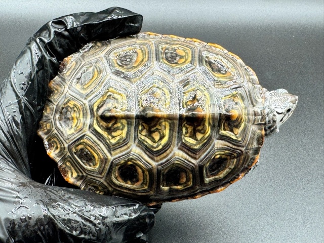 ダイヤモンドバックテラピン　Ｖ