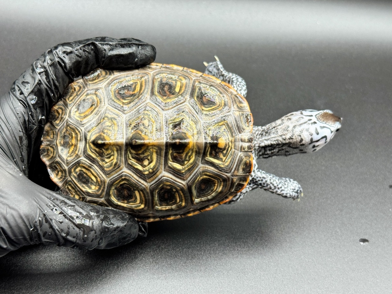 ダイヤモンドバックテラピン　Ｊ(1)