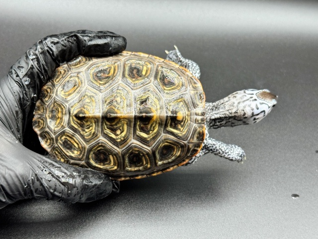 希少ダイヤモンドバックテラピン洋書 Diamondback Terrapins ダイヤモンドバックテラピン 洋書｜Yahoo