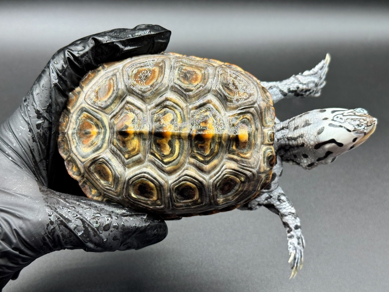 ダイヤモンドバックテラピン　Ｒ(1)