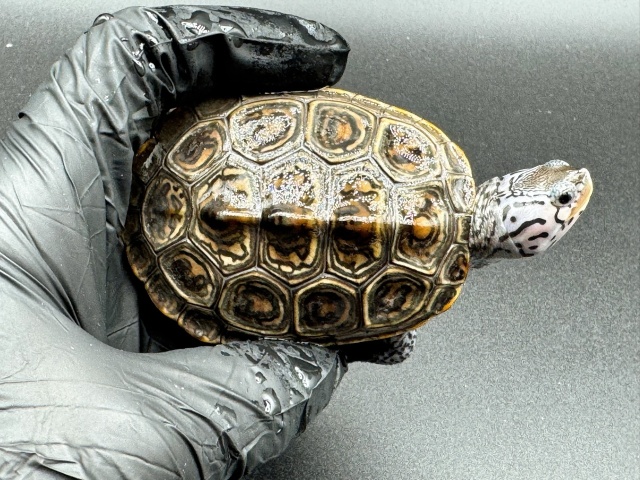 ダイヤモンドバックテラピン　Ｃ