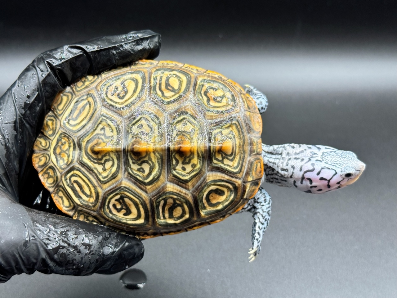 ダイヤモンドバックテラピン　Ｗ(1)