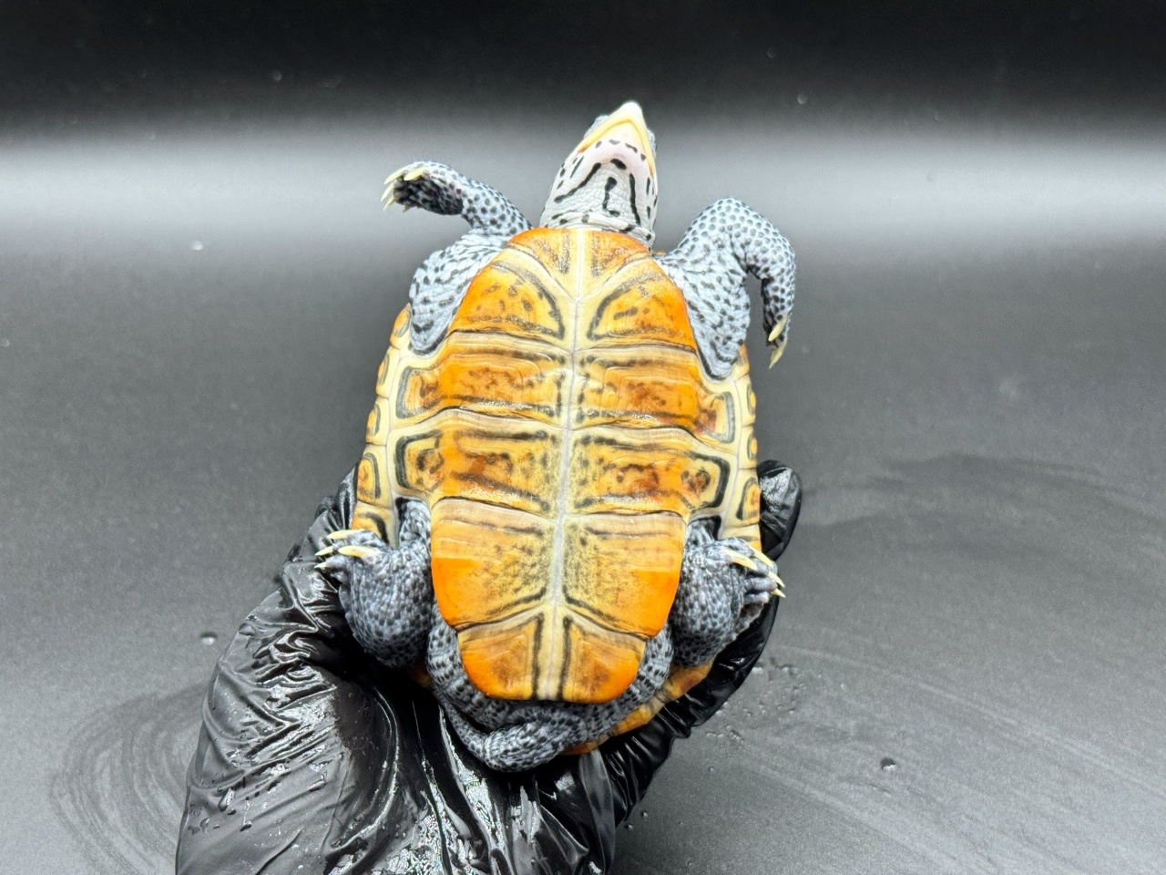 ダイヤモンドバックテラピン　Ｑ(4)