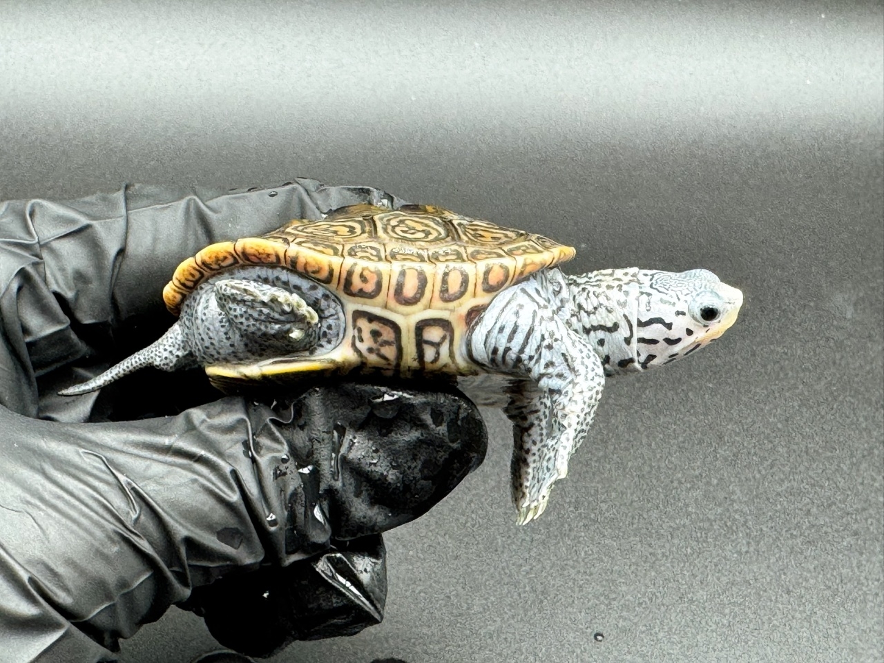 ダイヤモンドバックテラピン　Ｂ(2)