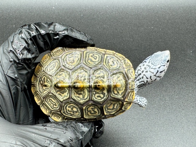 ダイヤモンドバックテラピン　Ｂ