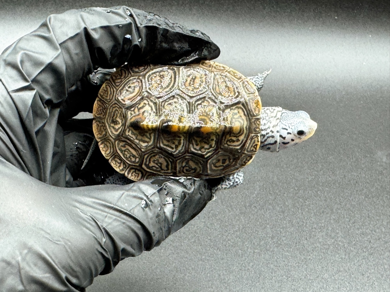 ダイヤモンドバックテラピン　Ｂ(1)