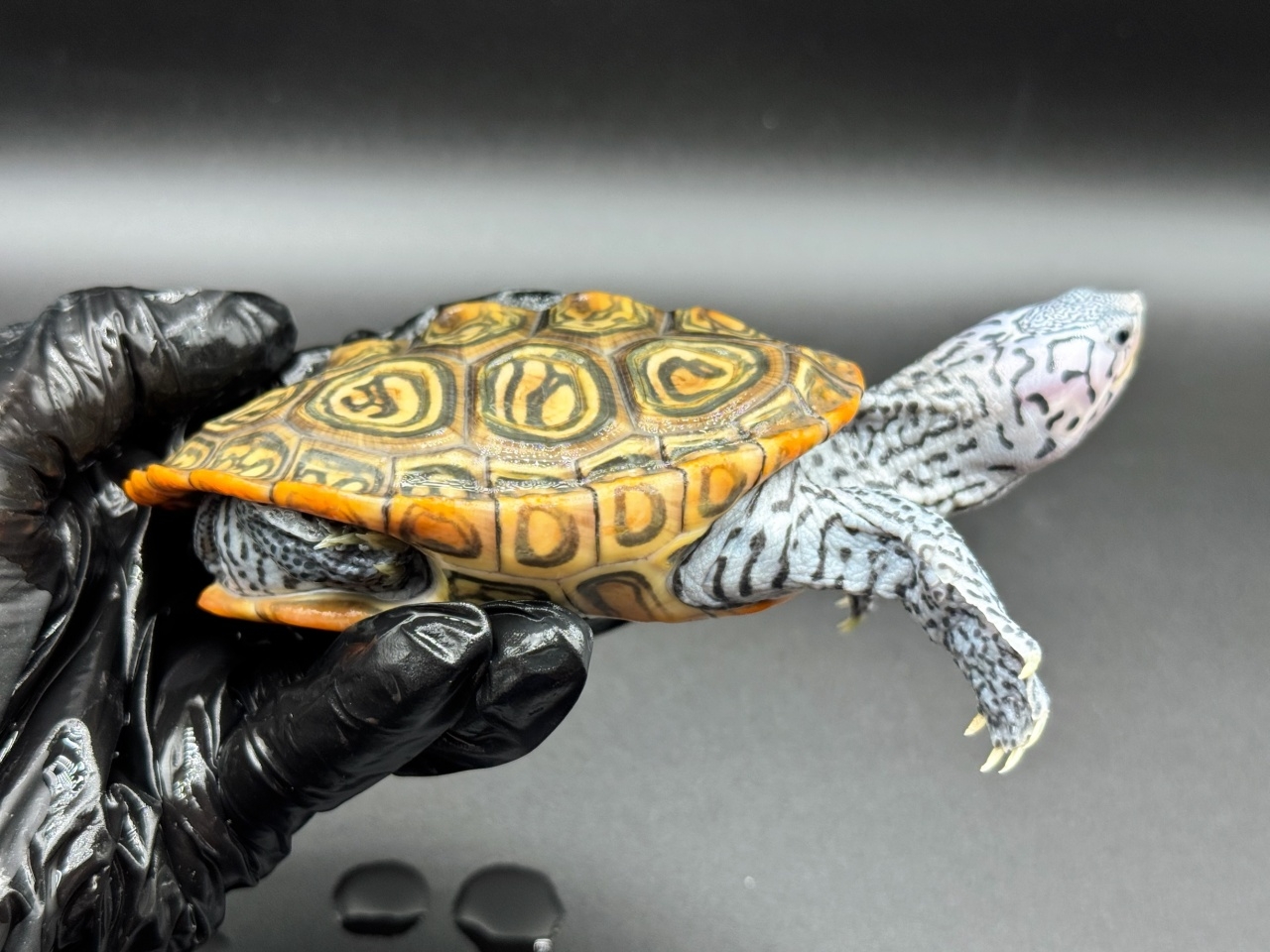 ダイヤモンドバックテラピン　Ｗ(2)