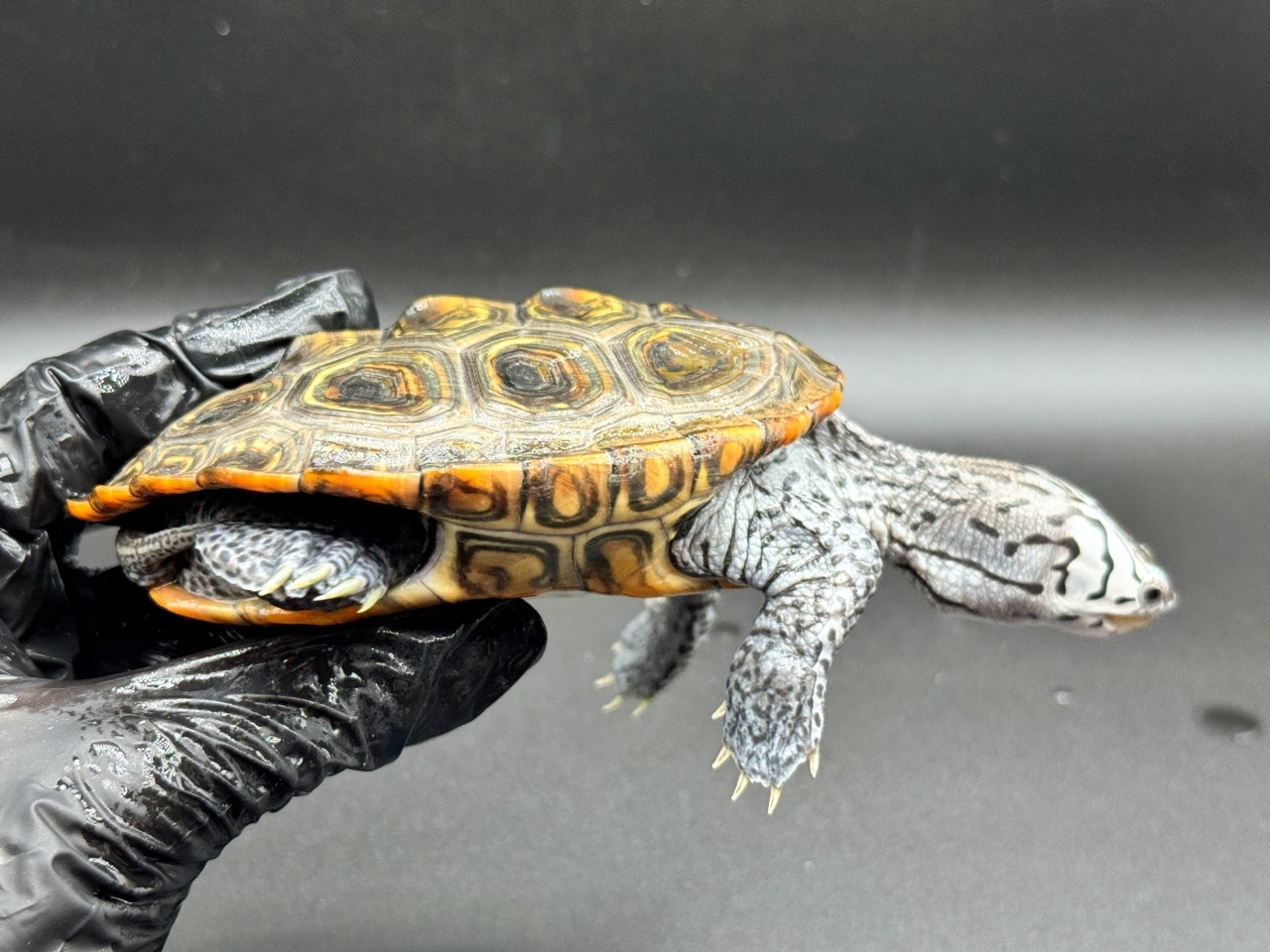 ダイヤモンドバックテラピン　Ｘ(2)