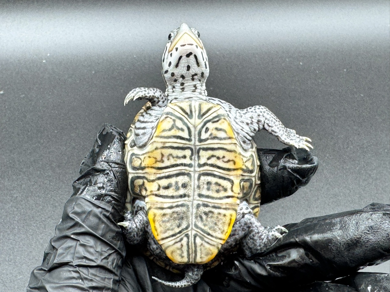 ダイヤモンドバックテラピン　Ｄ(4)