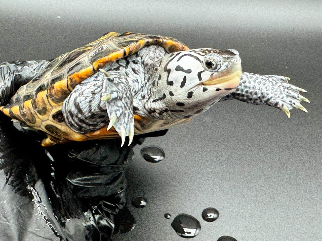 ダイヤモンドバックテラピン　Ｏ(3)