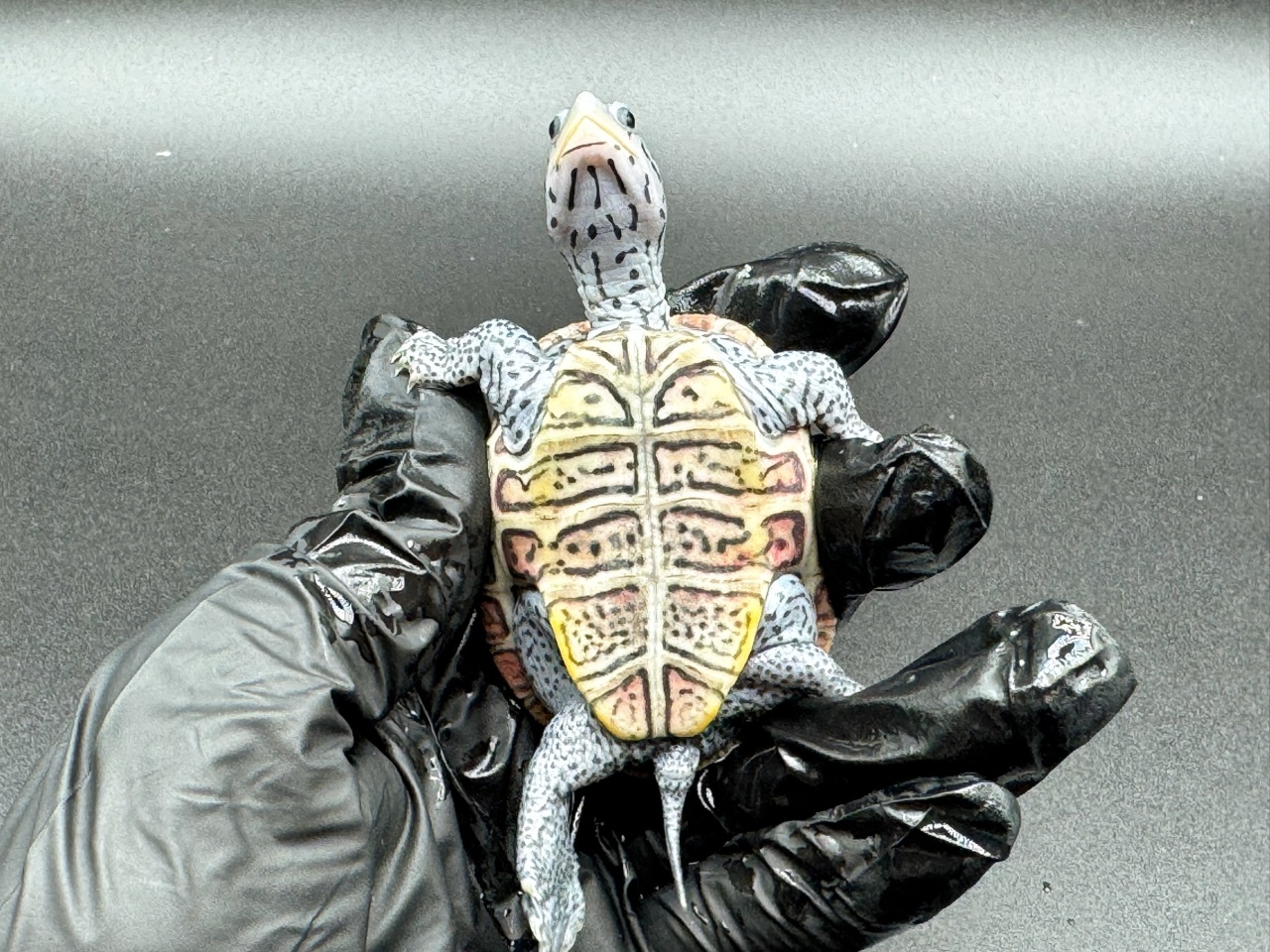 ダイヤモンドバックテラピン　Ｄ(4)