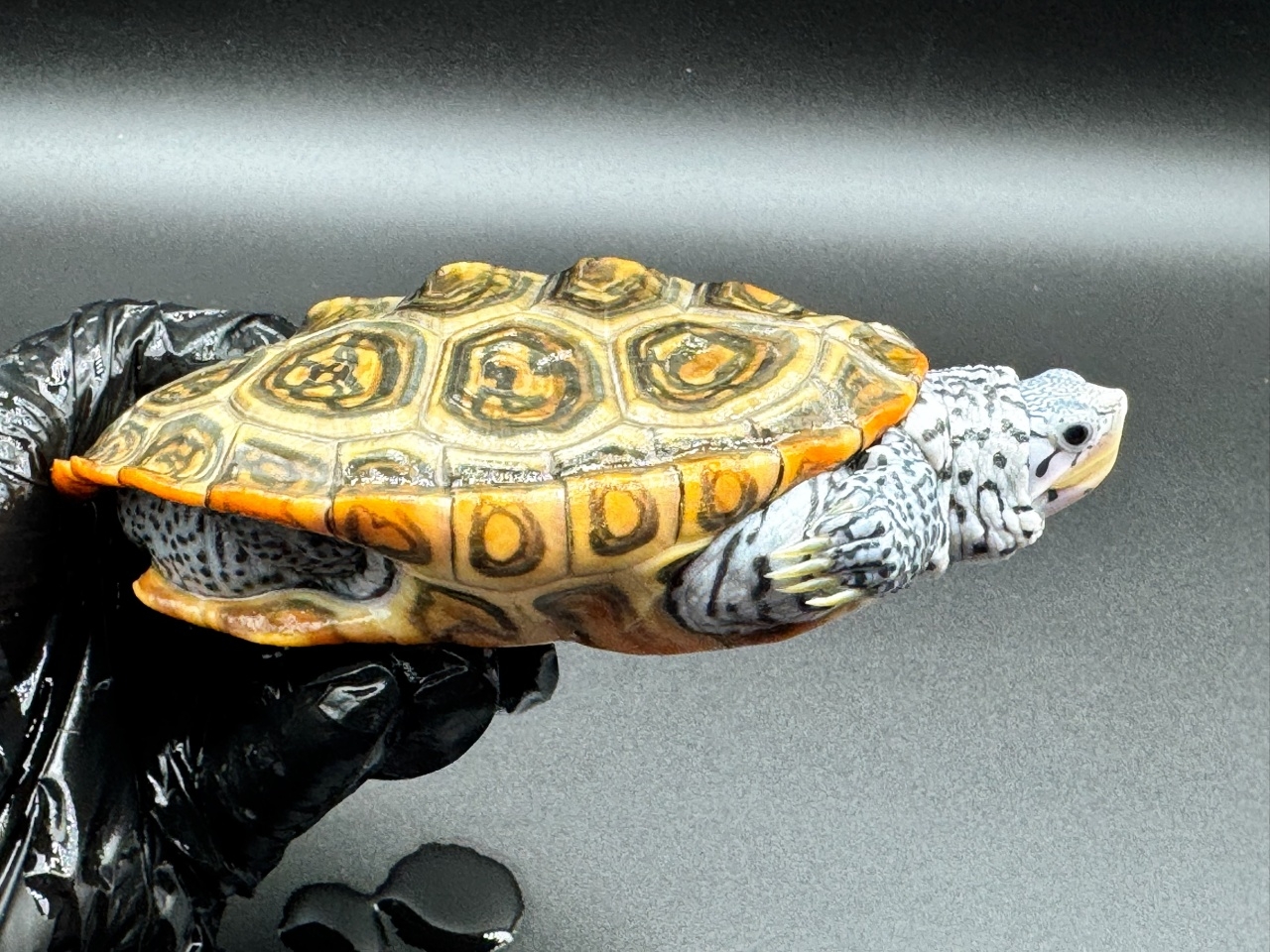 ダイヤモンドバックテラピン　Ｚ(2)