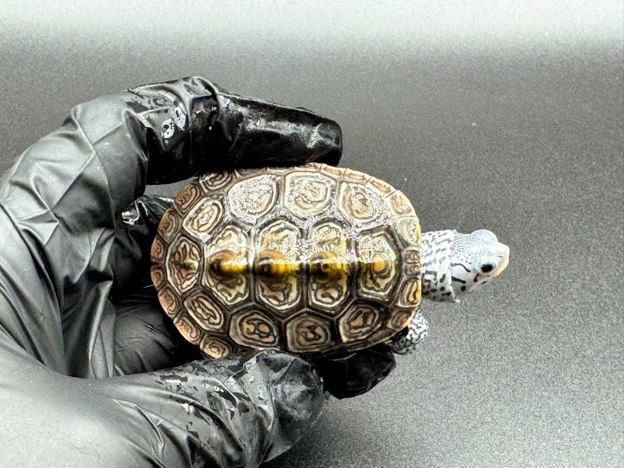 ダイヤモンドバックテラピン　Ｄ(1)