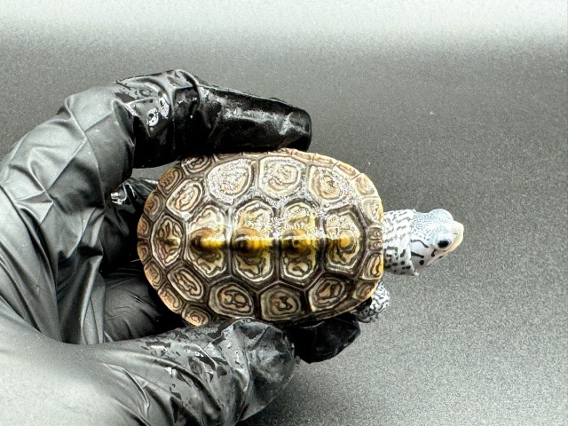 ダイヤモンドバックテラピン　Ｄ