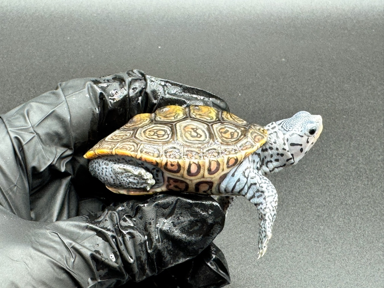 ダイヤモンドバックテラピン　Ｄ(2)