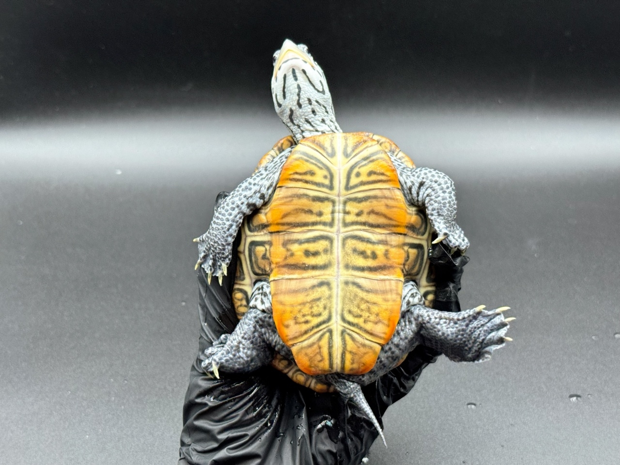 ダイヤモンドバックテラピン　Ｉ(4)