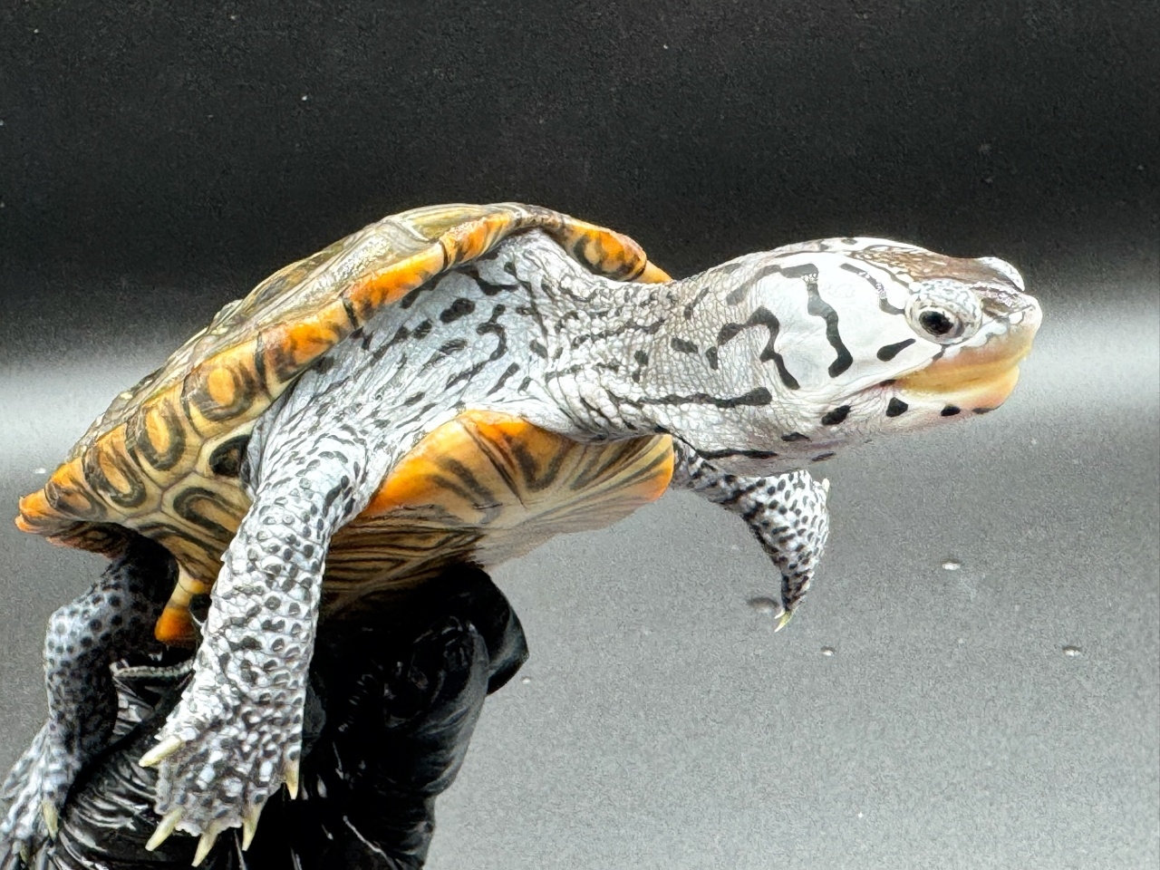 ダイヤモンドバックテラピン　Ｘ(3)