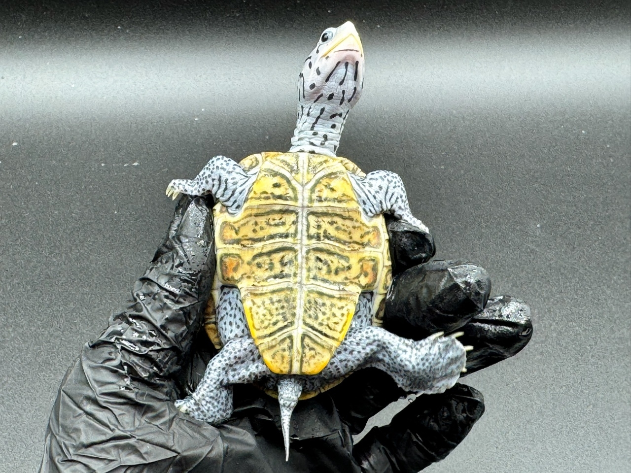 ダイヤモンドバックテラピン　Ｂ(4)