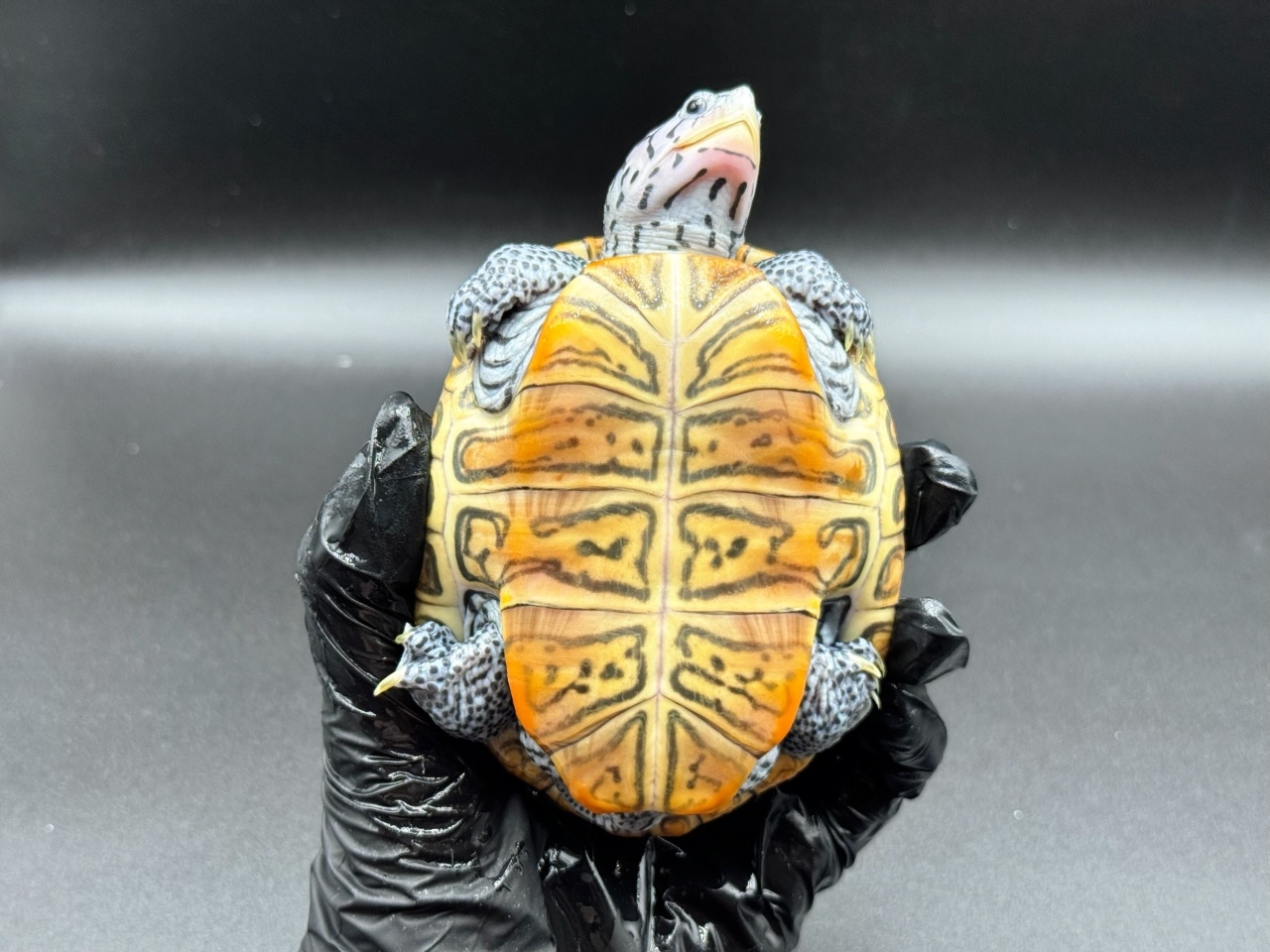 ダイヤモンドバックテラピン　Ｗ(4)