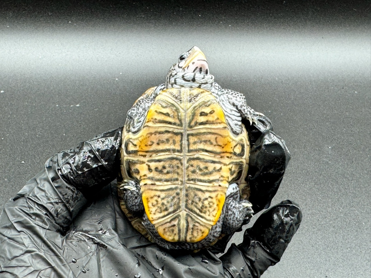 ダイヤモンドバックテラピン　Ｃ(4)